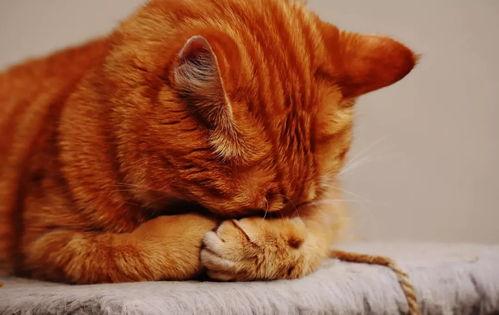 娱乐吃瓜猫捉鸟百度云,猫捉鸟事件全网热议，百度云揭秘幕后真相