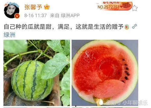 娱乐圈有什么瓜吃,揭秘明星们的幕后故事与精彩瞬间