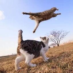 娱乐吃瓜猫捉鸟百度云,猫捉鸟事件全网热议，百度云揭秘幕后真相