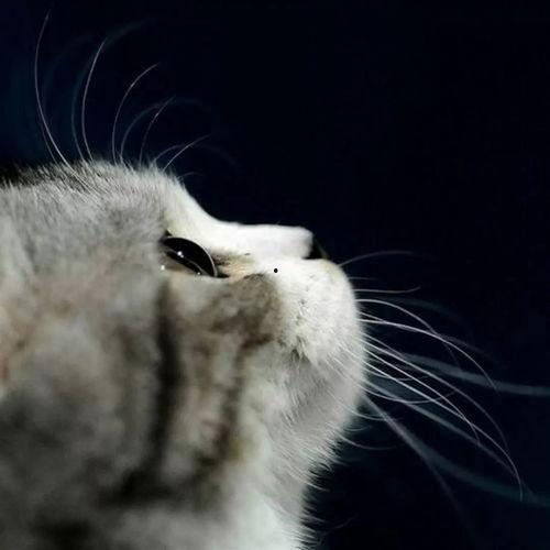 娱乐吃瓜猫捉鸟百度云,猫捉鸟事件全网热议，百度云揭秘幕后真相